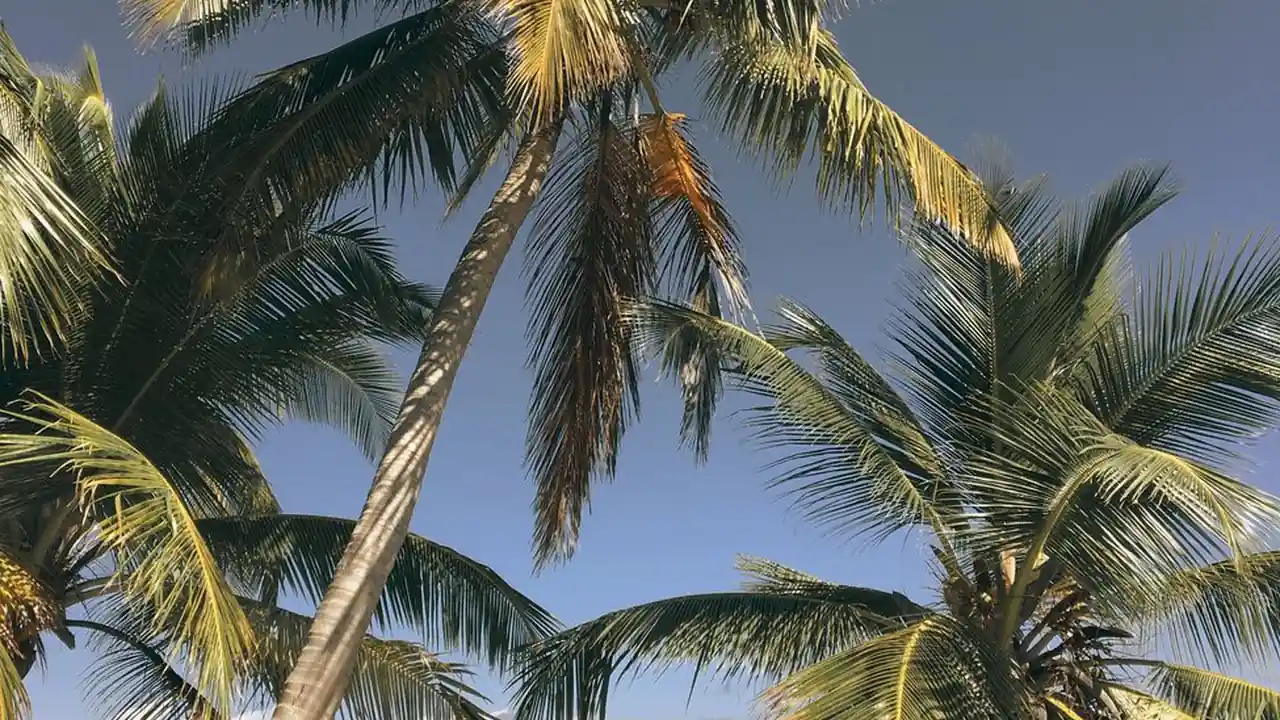 如何正常使用大香蕉网视频在线及常见问题说明